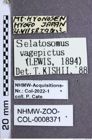 Etiketten zu Pristilophus vagepictus (Lewis, 1894) (NHMW-ZOO-COL-0008371)